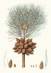 Pinus brutia = Calabrian pine.