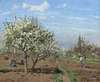 Orchard in Bloom,Louveciennes
