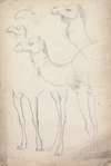 Studies of Camels, Lahore, 17 February 1860
