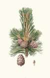 Pinus cembra = Siberian stone pine.