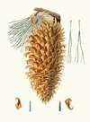 Pinus coulteri = Great-hooked pine. [Big-cone pine]