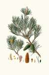 Pinus inops = Jersey pine