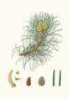 Pinus laricio = Corsican pine