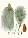Pinus longifolia = Long-leaved Indian pine