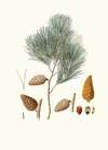 Pinus maritima = Maritime pine