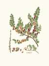 Pinus microcarpa = Red larch