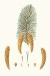 Pinus monticola = Short-leaved Weymouth pine. [Western white pine]