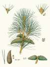 Pinus pallasiana = Tartarian pine.