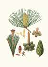 Pinus pinaster = The pinaster, or Cluster pine