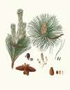 Pinus resinosa = Pitch pine