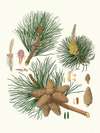 Pinus rigida = Three-leaved Virginian pine.
