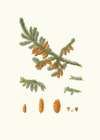 Pinus rubra = Newfoundland red pine