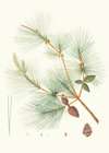 Pinus sinensis = Chinese pine.
