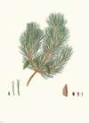 Pinus variablilis = Variable-leaved bastard pine