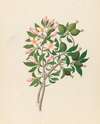 Gardenia Nov. Sp. [Hyperacanthus amoenus]