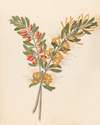 Loranthus N. Sp. [Moquiniella rubra]
