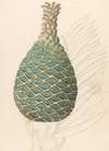 Zamia caffra [Encephalartos altensteinii female cone]