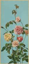 Tea Rose and Blush Roses