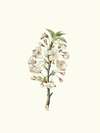 Fiore di Giliegio Visciolo. [Pear tree flowers]