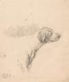 Study of a Hound; Head and Shoulders, Facing Right