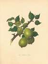 Barland pear