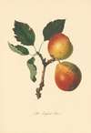Longland Pears