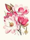 Magnolia Campbellii, H.f. et T. (Flowering plant)