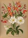 1.Crocosmia Aurea. 2.Anemone Japonica. Honorine Jobert.