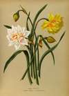 Double Narcissus 1.Orange Phoenix. 2. Incomparabilis