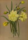Double Narcissus Sulphur Kroon (Silver Phoenix