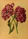 Double Tulips 1.Mariage De Ma Fl Lle. 2.Couronne Imperiale