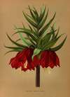 Fritillaria Imperialis Maximus.