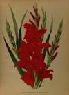 Gladiolus Gandavensis. Var. Brench Leyensis