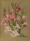 Gladiolus, Dwarf Hybrids
