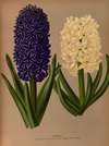 Hyacinths 6