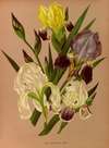Iris Germanica  Varr