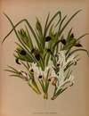 Iris Persica. 2. Iris Tuberosa,