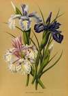 Iris Xiphioides (Iris Anglica)