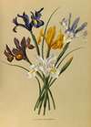 Iris Xiphium (Iris Hispanica)