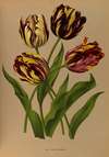 Late Tulips Bizarres