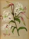 Lilium Speciosum Album ( Lancifolium Album)