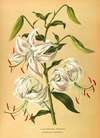 Lilium Speciosum Punctatum