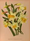 Narcissus Bicolor. 2. Narcissus Bicolor Var Horsfieldi