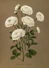 Ranunculus Hercules (White Turban}