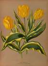 Single Early Tulip  Yellow Prince With Vartecated Foliage