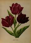 Single Early Tulips 1.Van Der Neer 2.Wouwerman