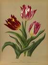 Single Early Tulips 3