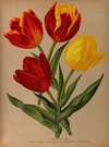 Single Early Tulips 4