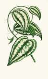 Smilax Macrophylla