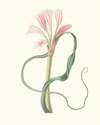 Amaryllis Longifolia (Glauca)